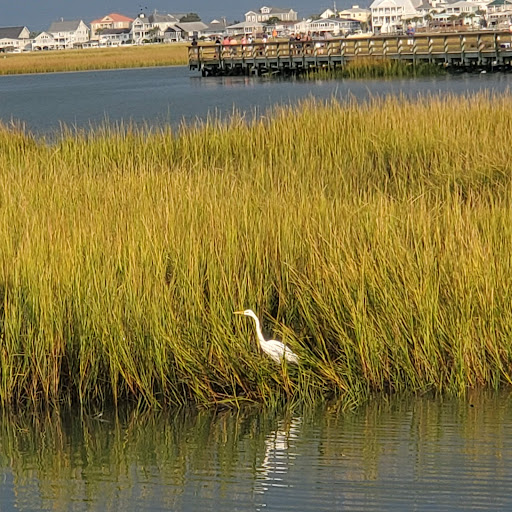 Seafood Restaurant «Dead Dog Saloon», reviews and photos, 4079 US-17 BUS, Murrells Inlet, SC 29576, USA
