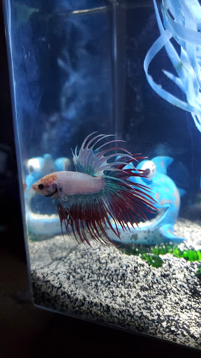 Pet Store «Birds & Beasts Pet Shop», reviews and photos, 35 Berkshire Dr # 18, Crystal Lake, IL 60014, USA