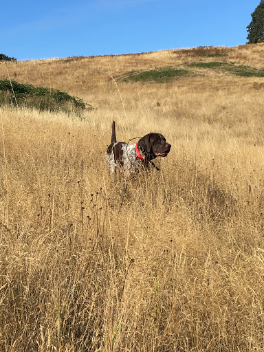 Side by Side Upland Dog Training