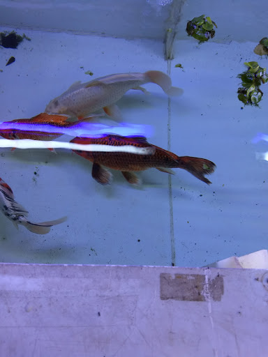 Aquarium «Syracuse Aquarium & Pond Supply», reviews and photos, 4618 North St, Jamesville, NY 13078, USA