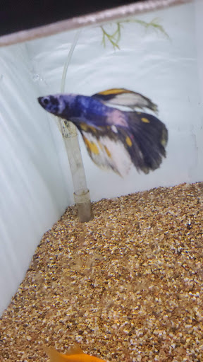 Tropical Fish Store «Ocean Blue Aquarium», reviews and photos, 2246 Aloma Ave, Winter Park, FL 32792, USA