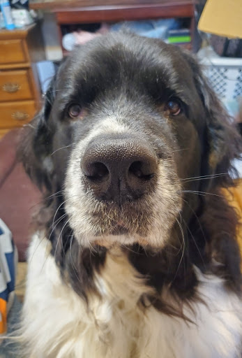 Pet Supply Store «Pet Supplies Plus», reviews and photos, 220 Market Dr, Elyria, OH 44035, USA