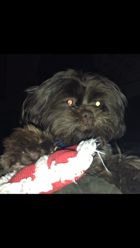 Pet Store «Perfect Pup Inc», reviews and photos, 2400 E Main St, St Charles, IL 60174, USA