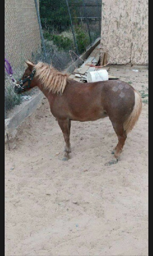 Horseback Riding Service «Spur Cross Stables», reviews and photos, 44029 N Spur Cross Rd, Cave Creek, AZ 85331, USA