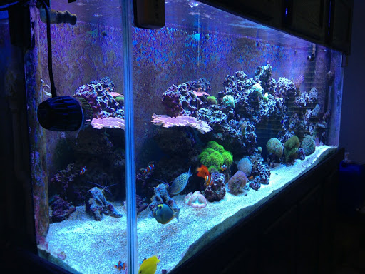 Aquarium «TCCorals Aquarium Service», reviews and photos, 2239 14th Ave, Vero Beach, FL 32960, USA
