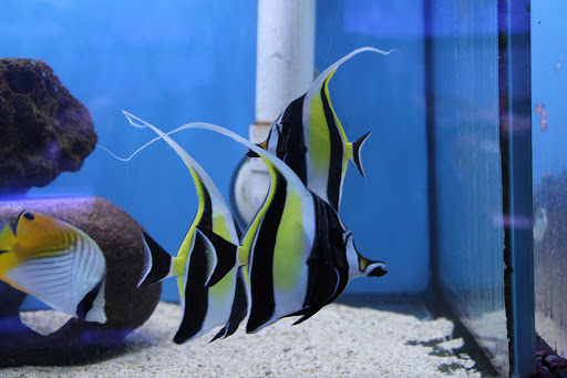 Tropical Fish Store «Ocean Gallery», reviews and photos, 980 US-22, North Plainfield, NJ 07060, USA