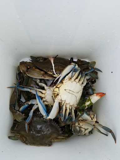 Skateboard Park «Tanner Skate Park», reviews and photos, 400 Baylawn Ave, Copiague, NY 11726, USA