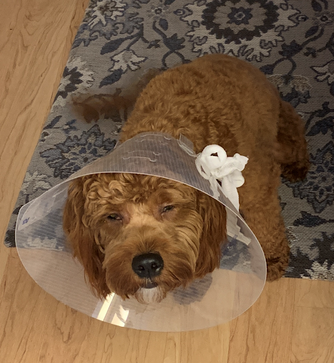 Pet Store «Petland», reviews and photos, 10289 Ulmerton Rd, Largo, FL 33771, USA