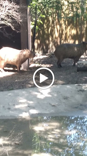 Zoo «Washington Park Zoo», reviews and photos, 115 Lake Shore Dr, Michigan City, IN 46360, USA