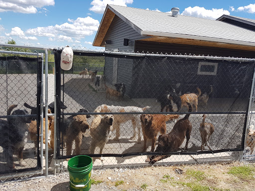 Gone Wild Kennels