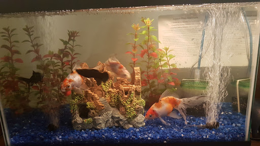 Pet Supply Store «Petland Discounts - Rego Park», reviews and photos, 94-18 63rd Dr, Rego Park, NY 11374, USA