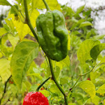 Photo n°2 de l'avis de Ben.e fait le 23/10/2023 à 14:25 sur le  Badia di Pomaio à Arezzo