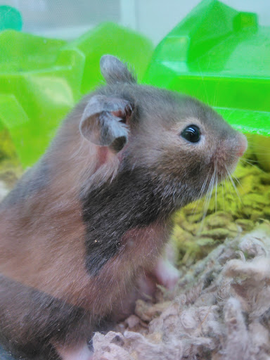 Pet Supply Store «Petco Animal Supplies», reviews and photos, 517 N 3rd Pl, Manhattan, KS 66502, USA