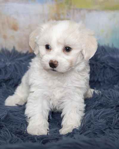 Pet Store «Pet Express», reviews and photos, 250 Granite St, Braintree, MA 02184, USA