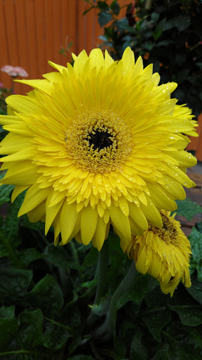 Florist «La Crosse Floral», reviews and photos, 2900 Floral Ln, La Crosse, WI 54601, USA