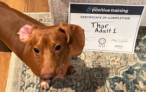 Pet Supply Store «Petco Animal Supplies», reviews and photos, 3835 Phoenix Ave, Fort Smith, AR 72903, USA