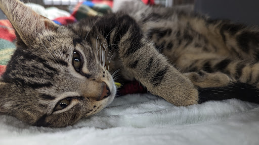 Pet Store «PetSmart», reviews and photos, 14903 4th Ave SW Ste 200, Burien, WA 98166, USA