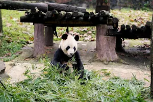 Chengdu Research Base of Giant Panda Breeding Giant Panda Brood Area image