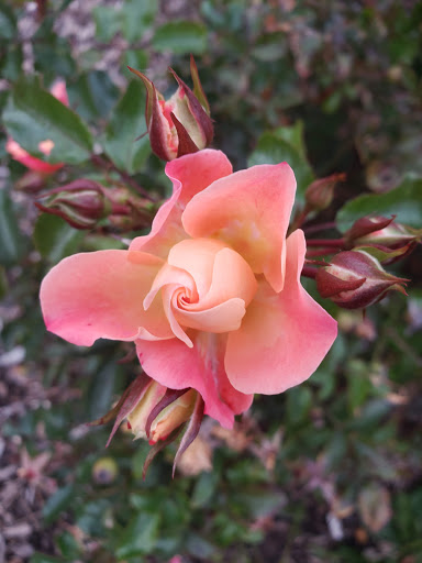 Fast Food Restaurant «Chick-fil-A», reviews and photos, 420 Howe Ave, Cuyahoga Falls, OH 44221, USA