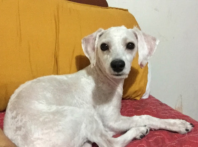 Opiniones de Buba peluqueria canina en Maipú - Peluquería