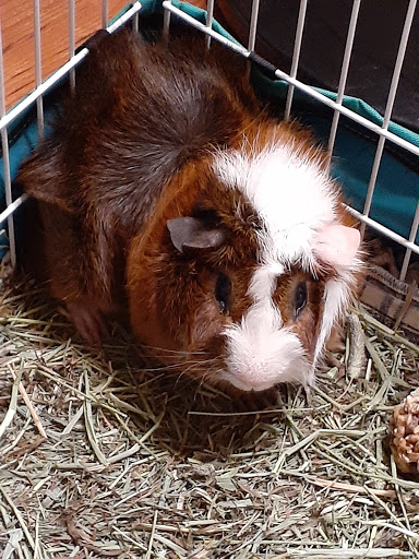 Pet Supply Store «Petco Animal Supplies», reviews and photos, 825 Brevard Rd, Asheville, NC 28806, USA