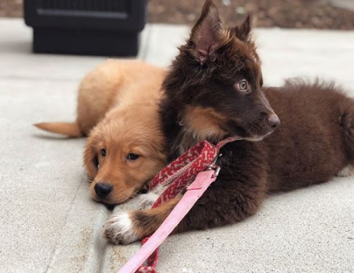 Pet Store «Gentle Jungle Pet Store», reviews and photos, 470 Lewis Ave, Meriden, CT 06451, USA