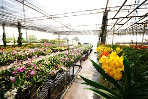 ซูเปอร์มาร์เก็ตกล้วยไม้ แอร์ออร์คิดส์ / Air Orchids Supermarket / Air Orchids & Lab image