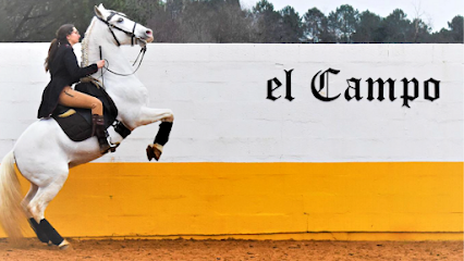 Écuries El Campo | Dax | Mées | Cours d'équitation | Pension chevaux | Compétitions