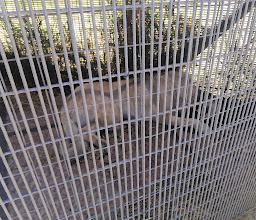 Cheetah Outreach photo