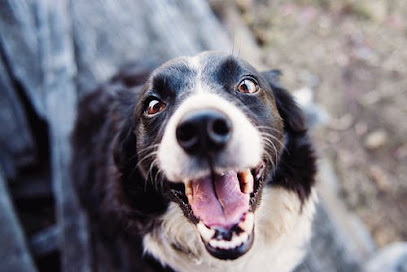 Paws & Friends Dogwalking