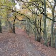 Bare Woman Tree