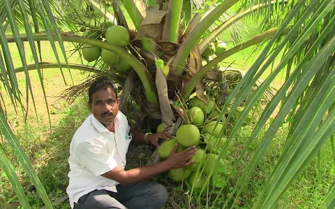 JJ Idea Pasumai Bhoomi Bio Organic Research Centre Pvt Ltd- Coconut Seedling/Organic Fertilizer image