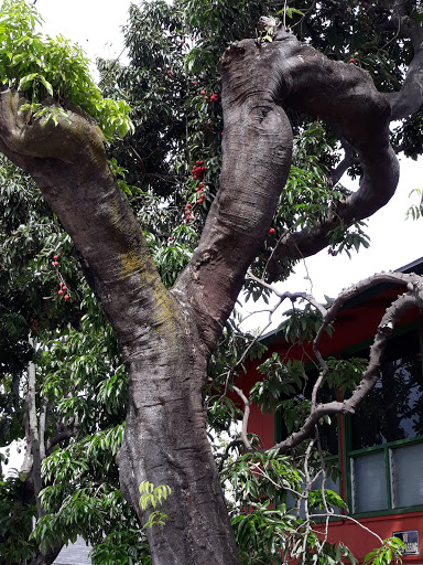 Makiki People's Open Market