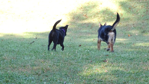 Dog Trainer «Awesome Dawgs Dog Training LLC», reviews and photos, 3052 Pricetown Rd, Temple, PA 19560, USA