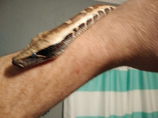 Pet Store «Critter Castle», reviews and photos, 1461 Boiling Springs Rd, Spartanburg, SC 29303, USA