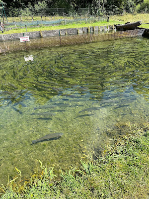 Pisciculture Bonnet à Jougne