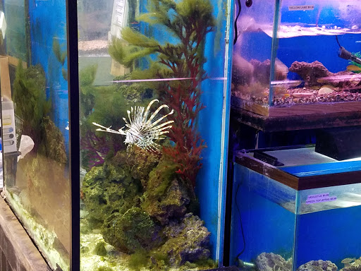 Tropical Fish Store «Midway Tropical Fish & Pets», reviews and photos, 24101 Pacific Hwy S, Kent, WA 98032, USA