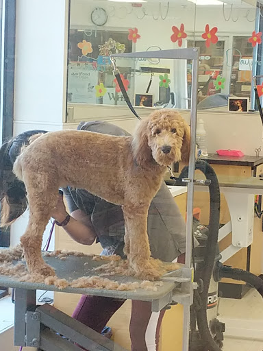 Pet Supply Store «Petco Animal Supplies», reviews and photos, 304 Western Ave, Brighton, MA 02135, USA