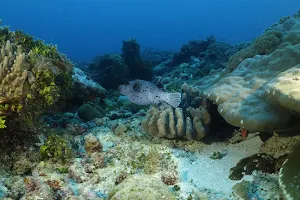 Meliks Dive Center Jambiani image