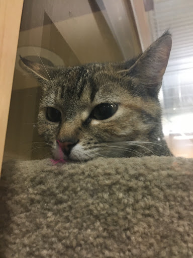 Pet Supply Store «PetSmart», reviews and photos, 6019 Wade Hampton Blvd, Taylors, SC 29687, USA