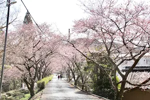 Sakura Cherry Tree Rows of Kawazu and Uchigane Tunnel image