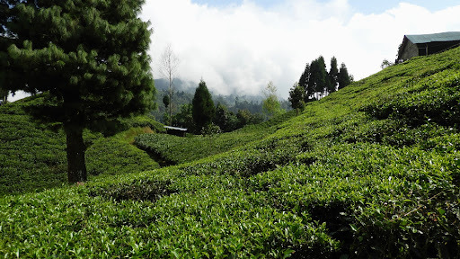 Nepal Hills Tea
