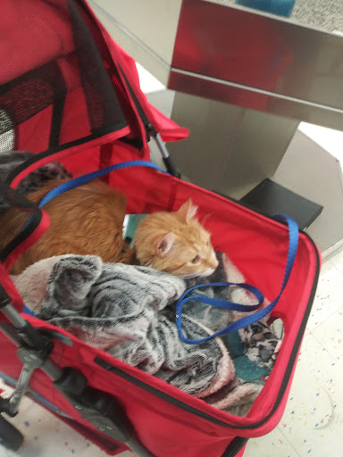 Pet Supply Store «Petco Animal Supplies», reviews and photos, 22631 Gratiot Ave, Eastpointe, MI 48021, USA