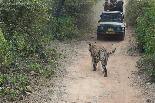 Sariska Tiger Reserve