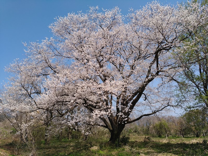 竹生の桜