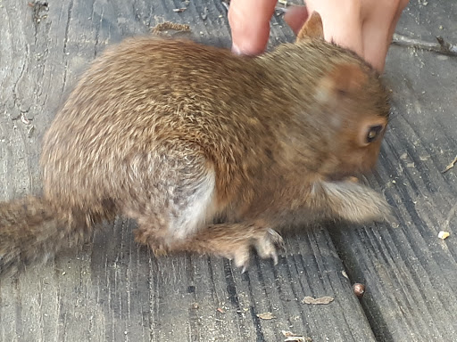 Pet Supply Store «PetSmart», reviews and photos, 7765 Airport Blvd #901, Mobile, AL 36608, USA