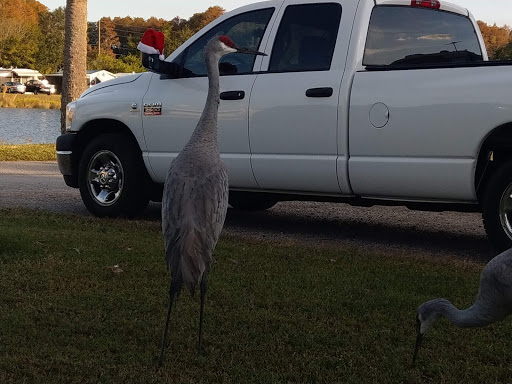 Campground «Seven Springs Travel Park», reviews and photos, 8039 Old Co Rd 54, New Port Richey, FL 34653, USA