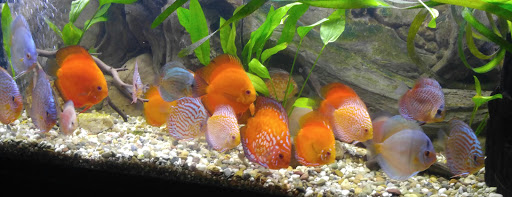 Tropical Fish Store «West Lake Aquarium», reviews and photos, 710 E Whittier Blvd, La Habra, CA 90631, USA