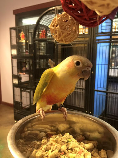 Pet Store «Zoo Creatures Pet Store», reviews and photos, 149 Plaistow Rd, Plaistow, NH 03865, USA