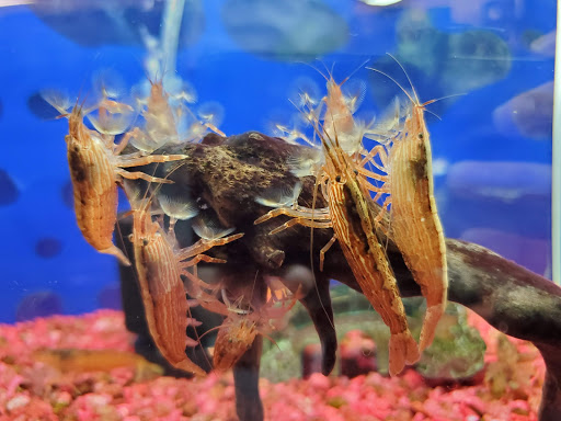 Pet Store «Pet Town», reviews and photos, 7804 Florence Ave, Downey, CA 90240, USA